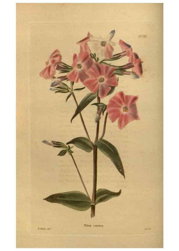 Reproducción/Reproduction 48754222491: The botanical cabinet. London :John & Arthur Arch ...,1817-1833.. 