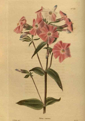 Reproducción/Reproduction 48754222491: The botanical cabinet. London :John & Arthur Arch ...,1817-1833.. 