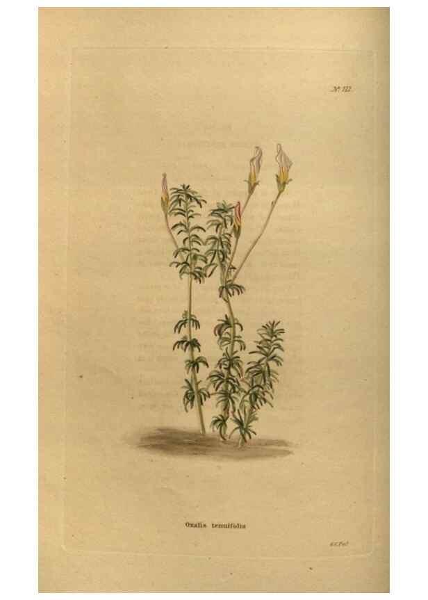 Reproducción/Reproduction 48753899898: The botanical cabinet. London :John & Arthur Arch ...,1817-1833.. 