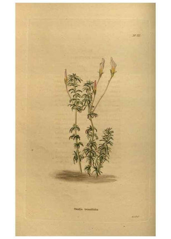 Reproducción/Reproduction 48753899898: The botanical cabinet. London :John & Arthur Arch ...,1817-1833.. 