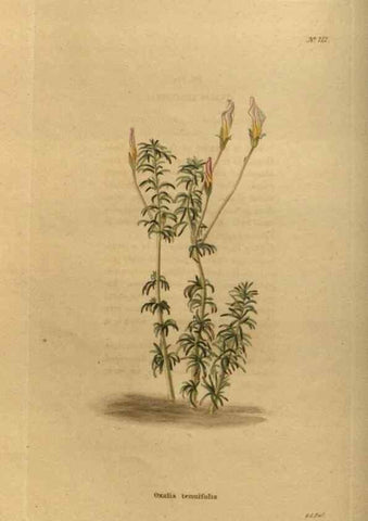 Reproducción/Reproduction 48753899898: The botanical cabinet. London :John & Arthur Arch ...,1817-1833.. 
