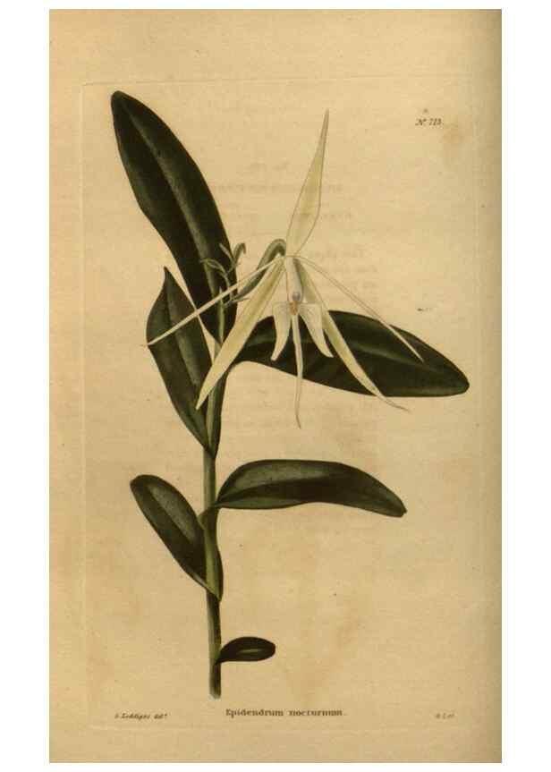Reproducción/Reproduction 48754223116: The botanical cabinet. London :John & Arthur Arch ...,1817-1833.. 