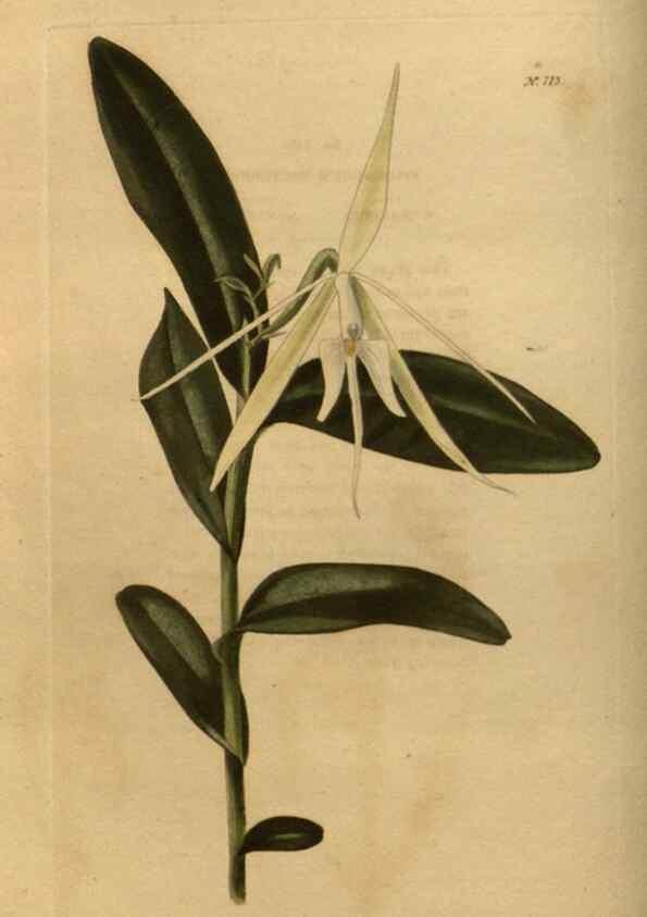 Reproducción/Reproduction 48754223116: The botanical cabinet. London :John & Arthur Arch ...,1817-1833.. 