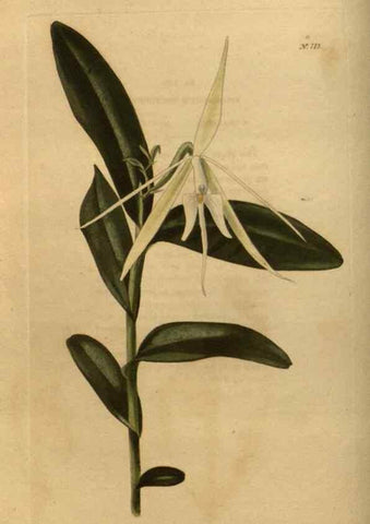Reproducción/Reproduction 48754223116: The botanical cabinet. London :John & Arthur Arch ...,1817-1833.. 
