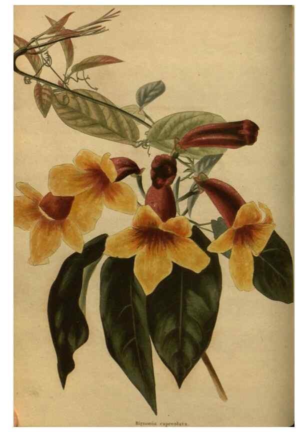 Reproducción/Reproduction 48753900658: The botanical cabinet. London :John & Arthur Arch ...,1817-1833.. 