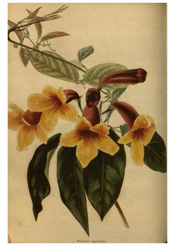 Reproducción/Reproduction 48753900658: The botanical cabinet. London :John & Arthur Arch ...,1817-1833.. 
