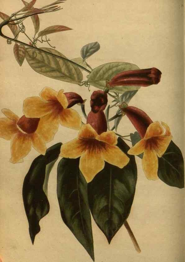 Reproducción/Reproduction 48753900658: The botanical cabinet. London :John & Arthur Arch ...,1817-1833.. 