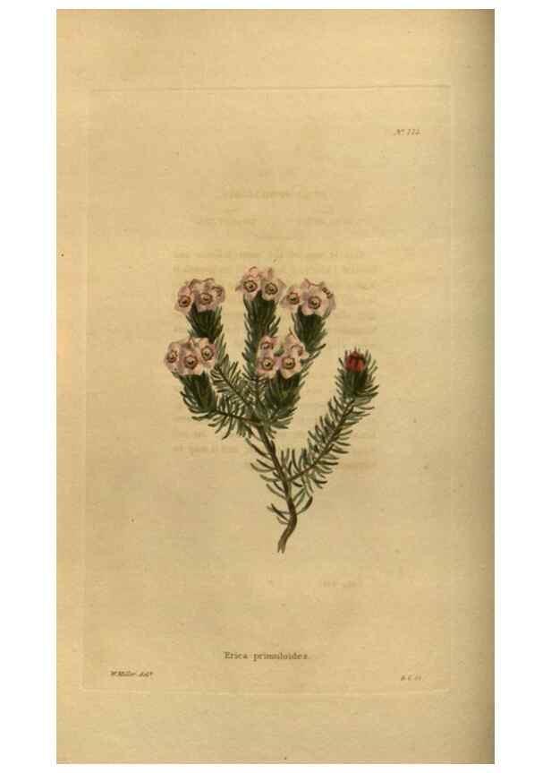 Reproducción/Reproduction 48753901043: The botanical cabinet. London :John & Arthur Arch ...,1817-1833.. 