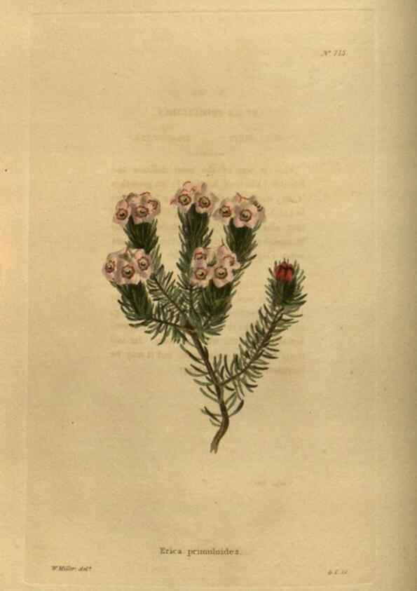 Reproducción/Reproduction 48753901043: The botanical cabinet. London :John & Arthur Arch ...,1817-1833.. 