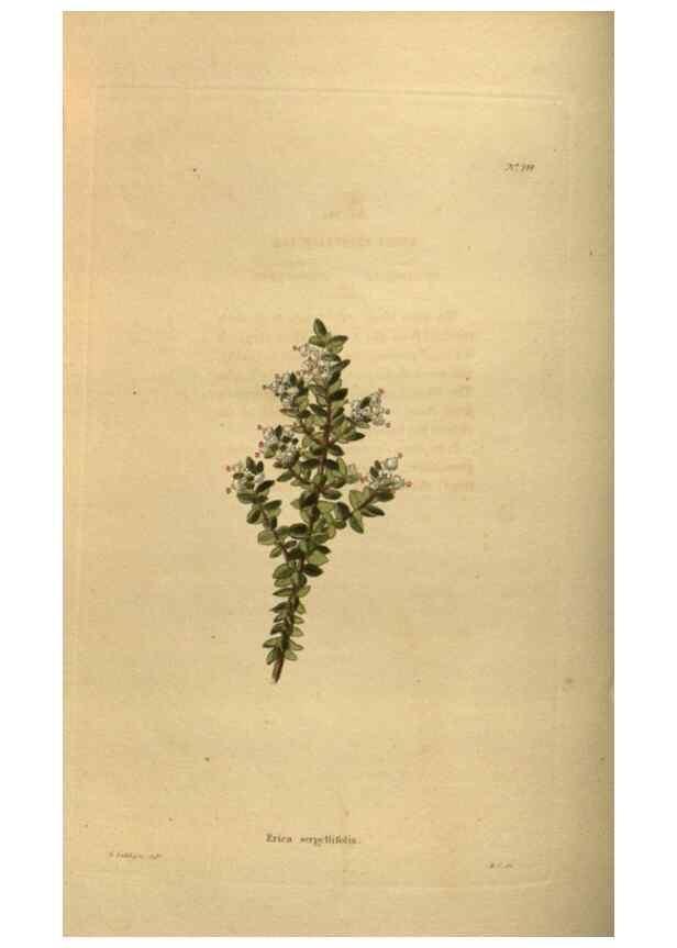 Reproducción/Reproduction 48754232556: The botanical cabinet. London :John & Arthur Arch ...,1817-1833.. 