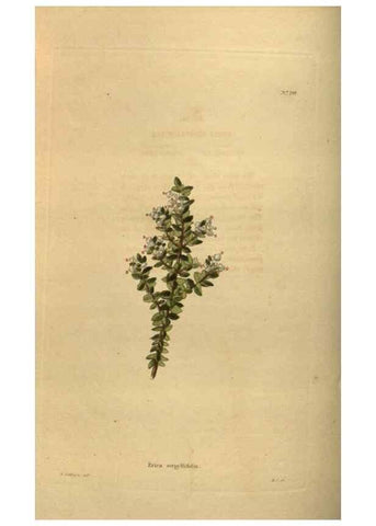 Reproducción/Reproduction 48754232556: The botanical cabinet. London :John & Arthur Arch ...,1817-1833.. 