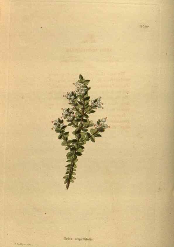 Reproducción/Reproduction 48754232556: The botanical cabinet. London :John & Arthur Arch ...,1817-1833.. 