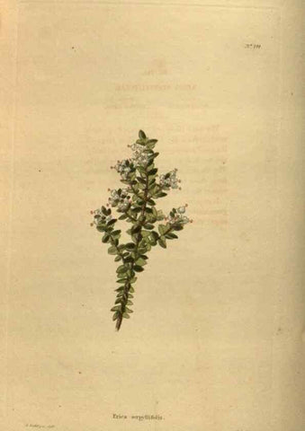 Reproducción/Reproduction 48754232556: The botanical cabinet. London :John & Arthur Arch ...,1817-1833.. 