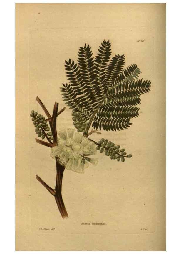 Reproducción/Reproduction 48754417207: The botanical cabinet. London :John & Arthur Arch ...,1817-1833.. 