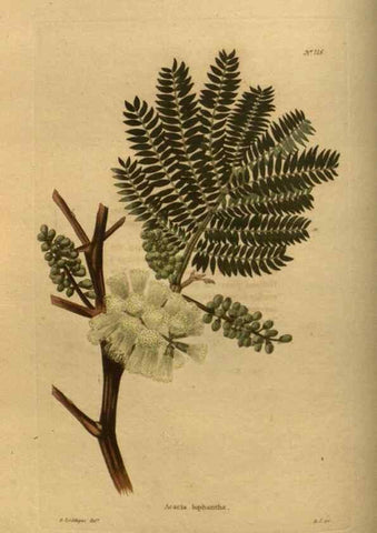 Reproducción/Reproduction 48754417207: The botanical cabinet. London :John & Arthur Arch ...,1817-1833.. 