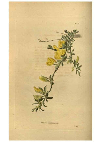 Reproducción/Reproduction 48753902068: The botanical cabinet. London :John & Arthur Arch ...,1817-1833.. 