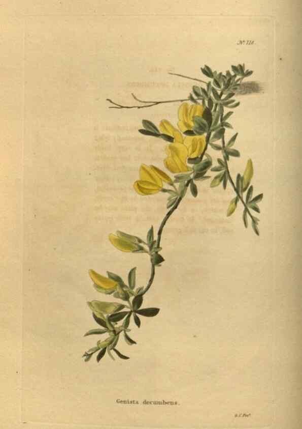 Reproducción/Reproduction 48753902068: The botanical cabinet. London :John & Arthur Arch ...,1817-1833.. 