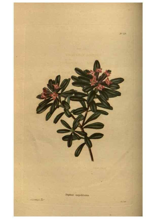 Reproducción/Reproduction 48754225226: The botanical cabinet. London :John & Arthur Arch ...,1817-1833.. 