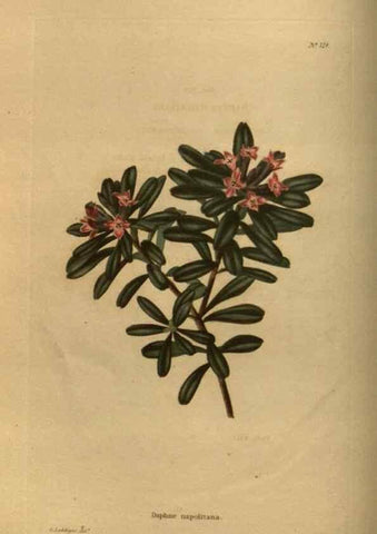 Reproducción/Reproduction 48754225226: The botanical cabinet. London :John & Arthur Arch ...,1817-1833.. 