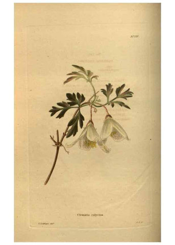 Reproducción/Reproduction 48754225576: The botanical cabinet. London :John & Arthur Arch ...,1817-1833.. 