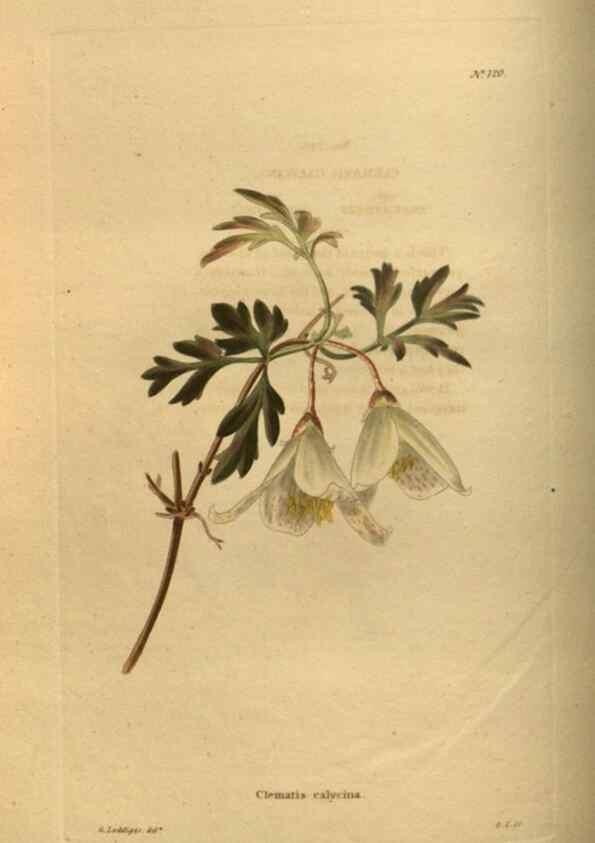 Reproducción/Reproduction 48754225576: The botanical cabinet. London :John & Arthur Arch ...,1817-1833.. 