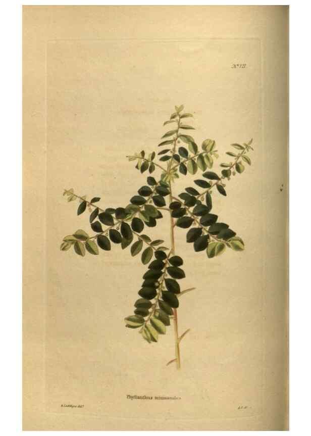 Reproducción/Reproduction 48753903048: The botanical cabinet. London :John & Arthur Arch ...,1817-1833.. 