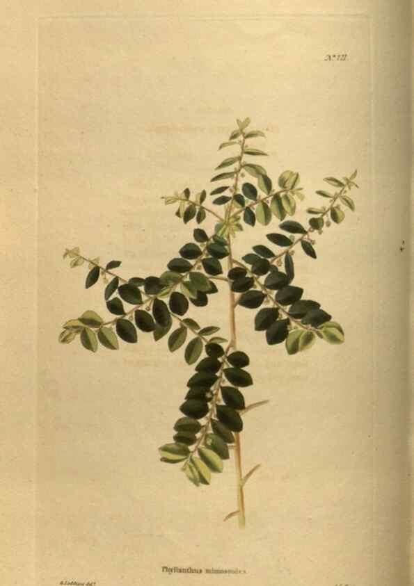 Reproducción/Reproduction 48753903048: The botanical cabinet. London :John & Arthur Arch ...,1817-1833.. 