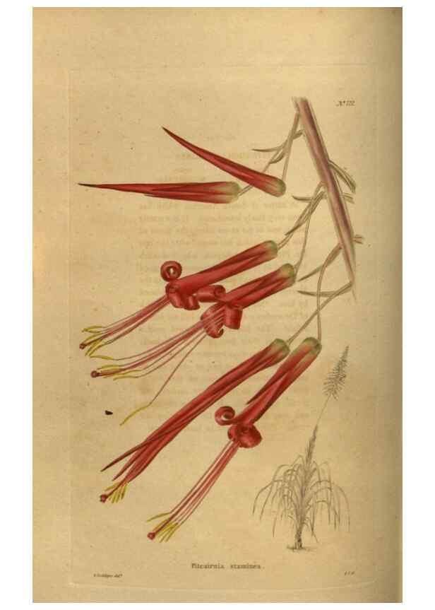 Reproducción/Reproduction 48753903408: The botanical cabinet. London :John & Arthur Arch ...,1817-1833.. 