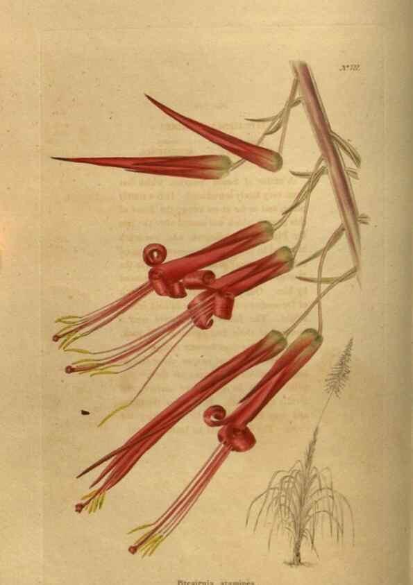 Reproducción/Reproduction 48753903408: The botanical cabinet. London :John & Arthur Arch ...,1817-1833.. 