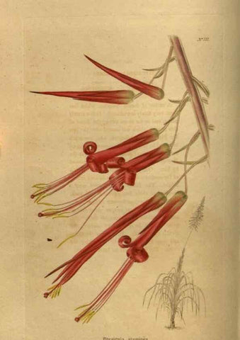 Reproducción/Reproduction 48753903408: The botanical cabinet. London :John & Arthur Arch ...,1817-1833.. 