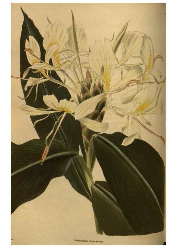 Reproducción/Reproduction 48754419597: The botanical cabinet. London :John & Arthur Arch ...,1817-1833.. 