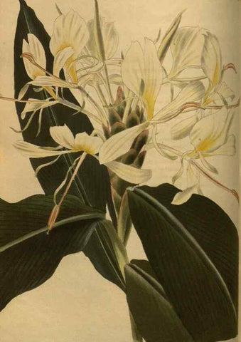 Reproducción/Reproduction 48754419597: The botanical cabinet. London :John & Arthur Arch ...,1817-1833.. 