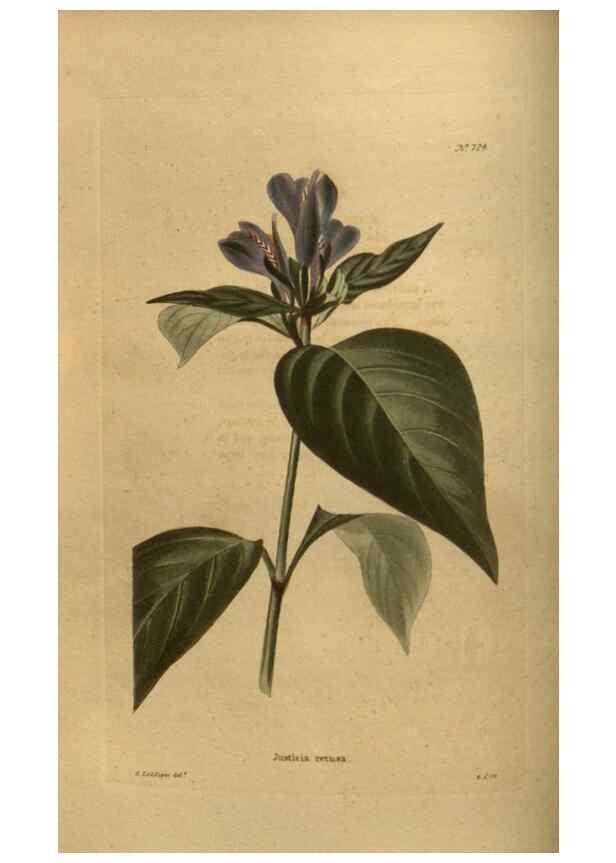 Reproducción/Reproduction 48753904068: The botanical cabinet. London :John & Arthur Arch ...,1817-1833.. 