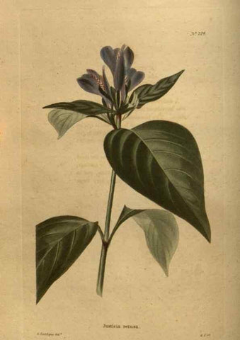 Reproducción/Reproduction 48753904068: The botanical cabinet. London :John & Arthur Arch ...,1817-1833.. 