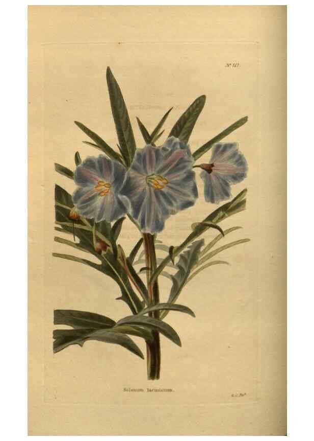 Reproducción/Reproduction 48753901728: The botanical cabinet. London :John & Arthur Arch ...,1817-1833.. 