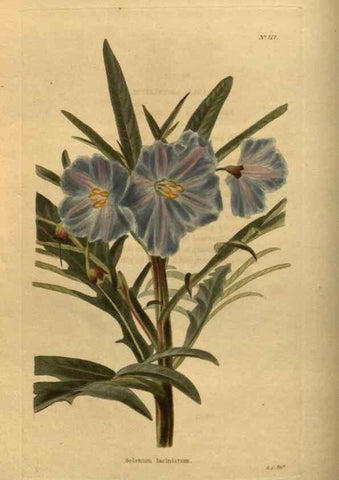 Reproducción/Reproduction 48753901728: The botanical cabinet. London :John & Arthur Arch ...,1817-1833.. 