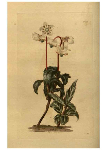 Reproducción/Reproduction 48754414677: The botanical cabinet. London :John & Arthur Arch ...,1817-1833.. 