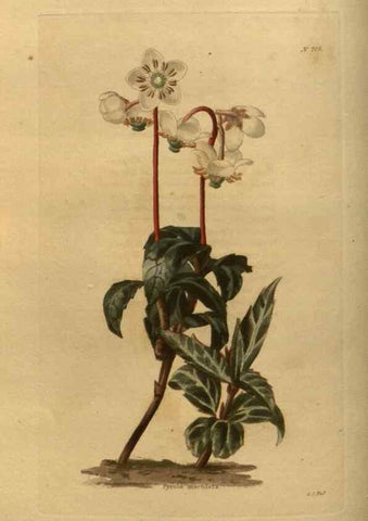 Reproducción/Reproduction 48754414677: The botanical cabinet. London :John & Arthur Arch ...,1817-1833.. 