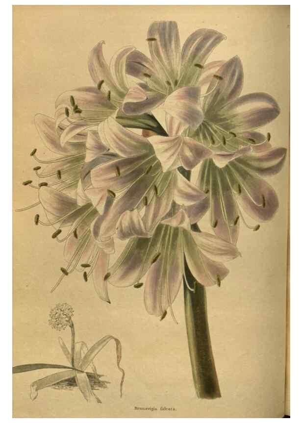 Reproducción/Reproduction 48753910448: The botanical cabinet. London :John & Arthur Arch ...,1817-1833.. 
