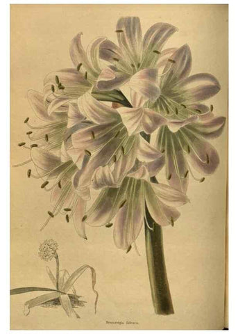Reproducción/Reproduction 48753910448: The botanical cabinet. London :John & Arthur Arch ...,1817-1833.. 