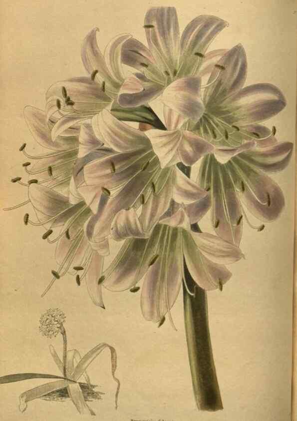 Reproducción/Reproduction 48753910448: The botanical cabinet. London :John & Arthur Arch ...,1817-1833.. 