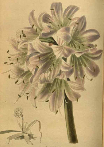 Reproducción/Reproduction 48753910448: The botanical cabinet. London :John & Arthur Arch ...,1817-1833.. 