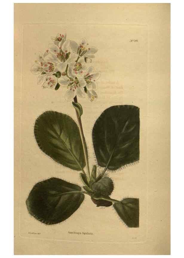 Reproducción/Reproduction 48754426917: The botanical cabinet. London :John & Arthur Arch ...,1817-1833.. 