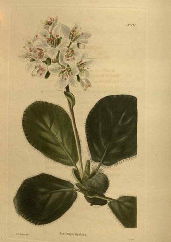 Reproducción/Reproduction 48754426917: The botanical cabinet. London :John & Arthur Arch ...,1817-1833.. 