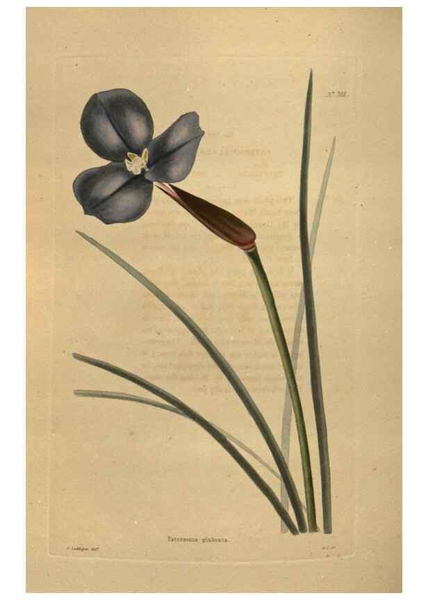 Reproducción/Reproduction 48754439427: The botanical cabinet. London :John & Arthur Arch ...,1817-1833.. 