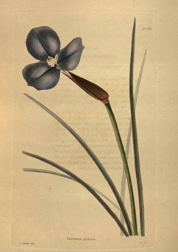 Reproducción/Reproduction 48754439427: The botanical cabinet. London :John & Arthur Arch ...,1817-1833.. 