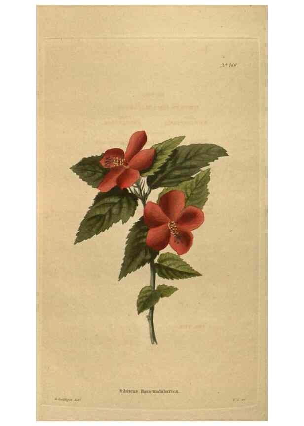 Reproducción/Reproduction 48753924238: The botanical cabinet. London :John & Arthur Arch ...,1817-1833.. 