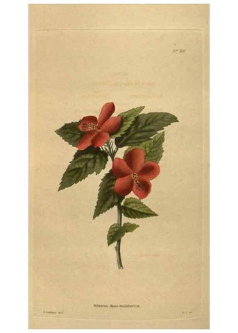 Reproducción/Reproduction 48753924238: The botanical cabinet. London :John & Arthur Arch ...,1817-1833.. 