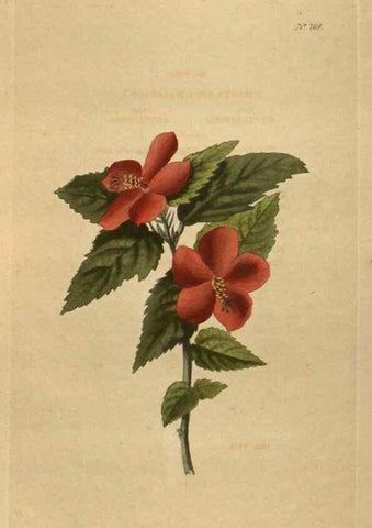 Reproducción/Reproduction 48753924238: The botanical cabinet. London :John & Arthur Arch ...,1817-1833.. 