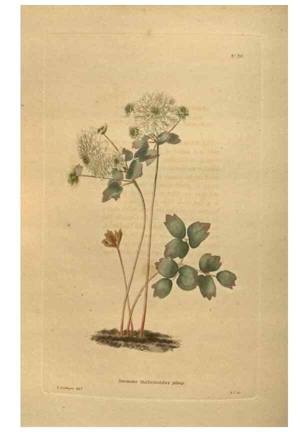 Reproducción/Reproduction 48753924528: The botanical cabinet. London :John & Arthur Arch ...,1817-1833.. 